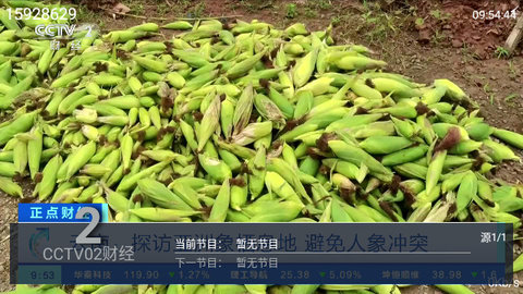 小春直播TV盒子版