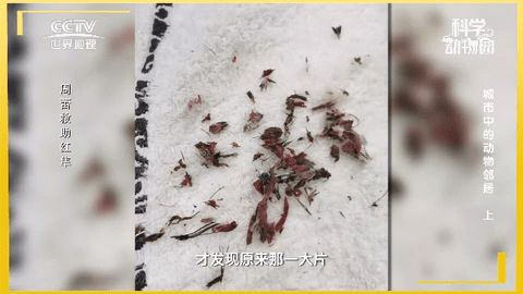 空格直播精简版