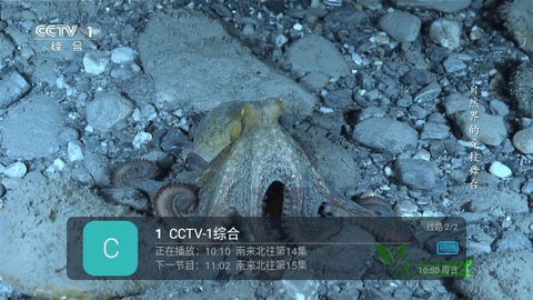 免费DIYP直播2024最新版