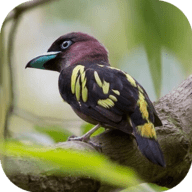 小鸟直播去广告版