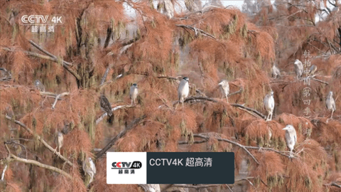 MYTV直播2024最新版