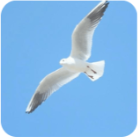 飞鸟直播TV电视版