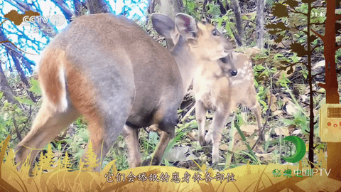 星空直播电视版