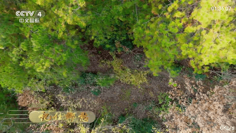 爱优直播+电视盒子版