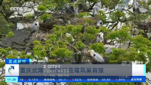 侠客直播去广告版