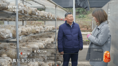 派大星盒子迷版电视直播