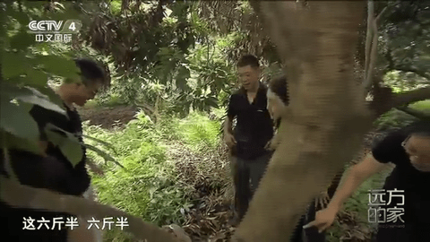 芒TV官方最新版