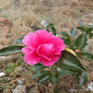 春盈直播电视盒子版