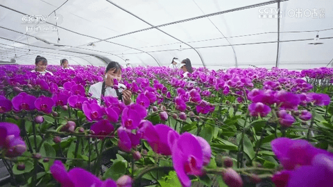 挺好TVPro永久免费版