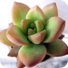 多肉植物主题锁屏APP