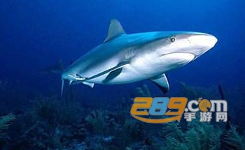 鲨鱼搜索破解版免会员登录版 鲨鱼搜索破解版免会员登录版