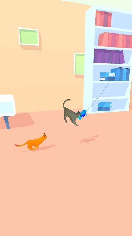 逗猫