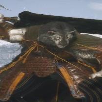 黑神话悟空无限变身MOD