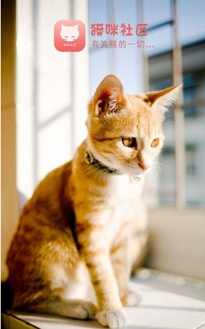 猫咪社区app官网进入