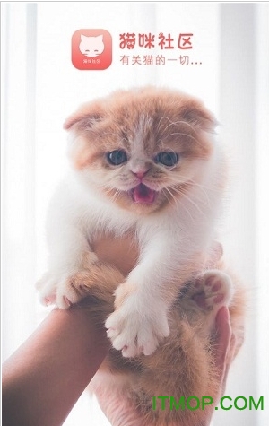 猫咪社区app官网进入