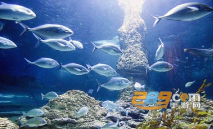 梦幻水族馆破解版2020无限星 梦幻水族馆破解版2020无限星