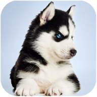 Husky Simulator(哈士奇模拟器无限金币) 1.0.1安卓版