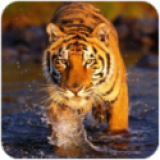 The Tiger(百兽之王无限金币版) 1.0.6安卓版