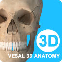 维萨里3d解剖