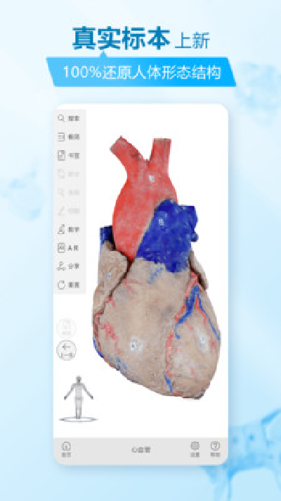 维萨里3d解剖