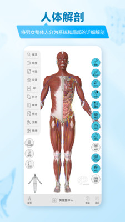 维萨里3d解剖