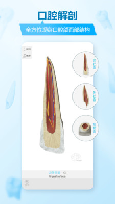 维萨里3d解剖