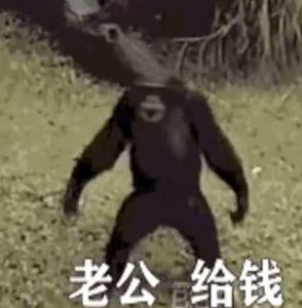 老公给钱表情包猴子动图下载-抖音老公给钱表情包猴子动态图免费下载