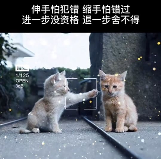 伸手怕犯错缩手怕错过表情包两只猫伸手怕犯错缩手怕错过表情包高清版