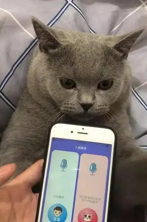 猫语翻译器免费版下载-猫语翻译器免费版最新版下载