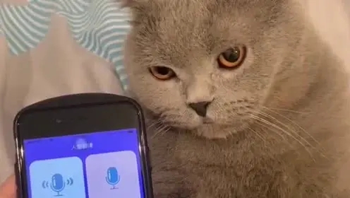 猫语翻译器免费版下载-猫语翻译器免费版最新版下载