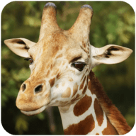 长颈鹿模拟器(The Giraffe)