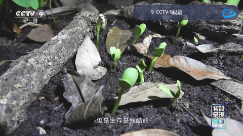 飞流直播2026最新版