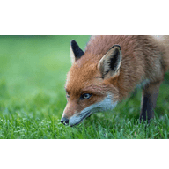 狐狸精TV高清免费版