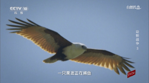 电信TV电视直播app