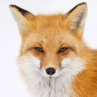 狐妖TV内置接口版